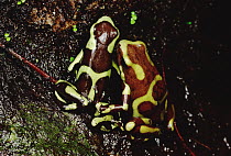 Green and Black Poison Dart Frog (Dendrobates auratus) male courts the female by following her closely, touching her behind as they go, Taboga Island, Panama