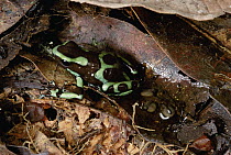Green and Black Poison Dart Frog (Dendrobates auratus) male guarding embryos, Tobago Island, Panama