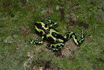 Green and Black Poison Dart Frog (Dendrobates auratus) father carrying tadpoles to treetop pool, Taboga Island, Panama