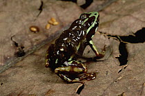 Ecuador Poison Frog (Epipedobates bilinguis) with tadpoles on its back, Napo River, Amazonia, Ecuador
