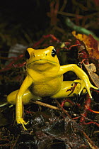 Golden Poison Dart Frog (Phyllobates terribilis) the most poisonous of the dart frogs, western Colombia