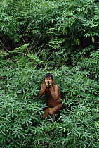 Embera Choco people use a distinctive kind of blowgun and secretion from Golden Poison Dart Frog (Phyllobates terribilis) to poison on their darts for hunting, Colombia