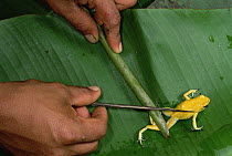 Golden Poison Dart Frog (Phyllobates terribilis) being used to poison an arrow that makes it deadly enough to bring down game, Colombia
