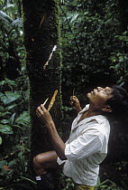 Embera Choco Indian collecting curare from the sap of a tree which is used to poison the tips for hunting arrows, Colombia