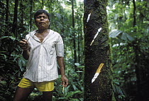 Embera Choco Indian tasting curare from the sap of a tree, curare is used to poison the tips for hunting arrows, Colombia