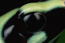 Green and Black Poison Dart Frog (Dendrobates auratus) eye, Tobago Island, Panama