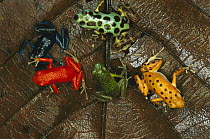 Strawberry Poison Dart Frog (Oophaga pumilio) group showing color variation from different islands, Bocas del Toro, Panama