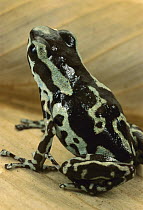 Strawberry Poison Dart Frog (Oophaga pumilio) portrait, Rio Gloria, Panama