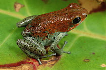 Strawberry Poison Dart Frog (Oophaga pumilio), Bastimentos Island, Panama