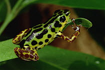 Strawberry Poison Dart Frog (Oophaga pumilio) portrait, Colon Island, Panama