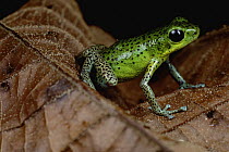 Strawberry Poison Dart Frog (Oophaga pumilio) portrait, Isla Popa, Panama