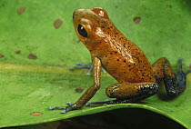 Poison Dart Frog (Dendrobates sp) portrait, Isla Cristobal, Panama
