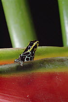 Rio Madeira Poison Frog (Dendrobates quinquevittatus) sitting in a Heliconia leaf, Amazonia, Ecuador