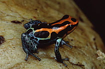 Rio Madeira Poison Frog (Dendrobates quinquevittatus) portrait, Peruvian lowlands