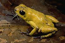 Black-legged Poison Dart Frog (Phyllobates bicolor) portrait, Colombia