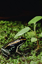 Golfodulcean Poison Frog (Phyllobates vittatus) resting on mossy forest floor, Corcovado National Park, Costa Rica