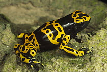 Yellow-banded Poison Dart Frog (Dendrobates leucomelas) portrait, Venezuela