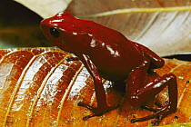 Splendid Poison Dart Frog (Dendrobates speciosus), Panama