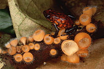 Harlequin Poison Dart Frog (Dendrobates histrionicus) on cup fungus, Ecuador
