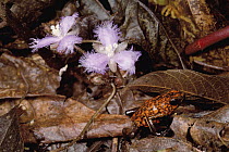 Harlequin Poison Dart Frog (Dendrobates histrionicus) crossing forest floor littered with leaves, Ecuador