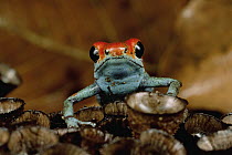 Granular Poison Dart Frog (Dendrobates granuliferus) on bird's nest fungus, Corcavado National Park, Costa Rica