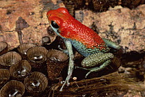 Granular Poison Dart Frog (Dendrobates granuliferus) portrait on bird's nest fungus, Corcovado National Park, Costa Rica