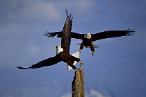 Bald Eagle (Haliaeetus leucocephalus) pair landing on snag, Alaska