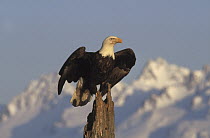 Bald Eagle (Haliaeetus leucocephalus) perching on a snag, Alaska