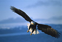 Bald Eagle (Haliaeetus leucocephalus) flying, Alaska