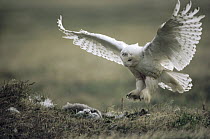 Snowy Owl (Nyctea scandiaca) parent landing on tundra nest with owlets, Alaska