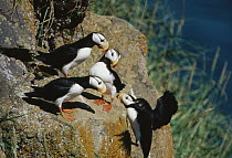 Horned Puffin (Fratercula corniculata) group perching on rocky cliff, Alaska