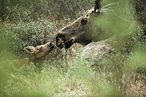 Alaska Moose (Alces alces gigas) mother nuzzling newborn calf, Alaska