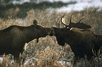 Alaska Moose (Alces alces gigas) pair courting, Alaska