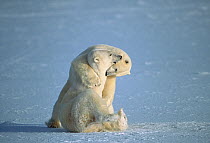 Polar Bear (Ursus maritimus) males play fighting, Churchill, Manitoba, Canada