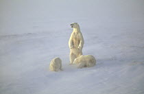 Polar Bear (Ursus maritimus) mother and cubs in snow storm, Churchill, Manitoba, Canada