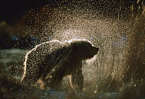 Grizzly Bear (Ursus arctos horribilis) shaking off water after a bath, Alaska