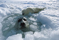 Harp Seal (Phoca groenlandicus) mother surfacing at ice hole to tend to her newborn pup, Gulf of St Lawrence, Canada