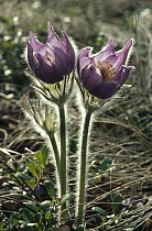 Pasque Flower (Pulsatilla sp) pair backlit, Alaska
