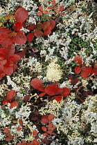 Bearberry (Arctostaphylos uva ursi) and Cup Lichen (Cladonia sp) in tundra, Alaska