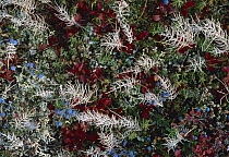 Bearberry (Arctostaphylos uva ursi), Blueberry (Vaccinium sp), and Horsetail (Equisetum sp) in trundra, Alaska