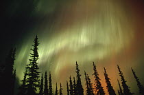 Aurora borealis over forest, Alaska