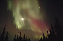 Aurora borealis showing the North Star and Big Dipper, Alaska