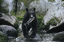 Black Bear (Ursus americanus) catching salmon, Alaska