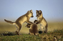 Arctic Fox (Alopex lagopus) trio of pups playing, Alaska