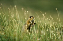Arctic Ground Squirrel (Spermophilus parryii) grasping grass stems, Alaska