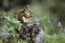 Red Squirrel (Tamiasciurus hudsonicus) feeding atop tree stump, Alaska