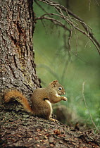 Red Squirrel (Tamiasciurus hudsonicus) feeding on nut at the base of a tree, Alaska
