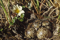 Western Sandpiper (Calidris mauri) chicks with eggs in nest, Alaska