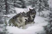 Timber Wolf (Canis lupus) pair running through deep snow, Minnesota