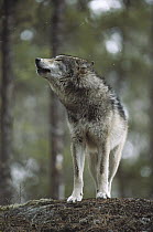 Timber Wolf (Canis lupus) howling in light snowfall, Minnesota